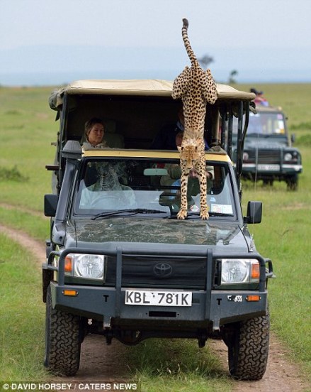 Once the cheetah got bored of staring at Mickey, it turned away and looked out of the vehicle before ultimately jumping out